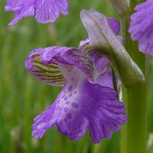 Green-winged Orchid, Gredos - Orchis morio © John Muddeman